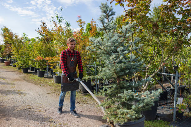 How Our Tree Care Process Works  in  Aberdeen, IN